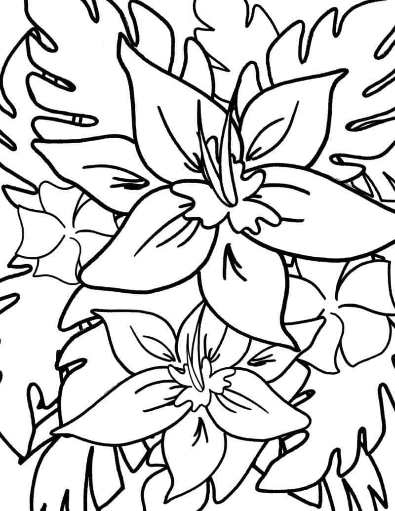 Hawaiian Tropical Flowers Coloring Page