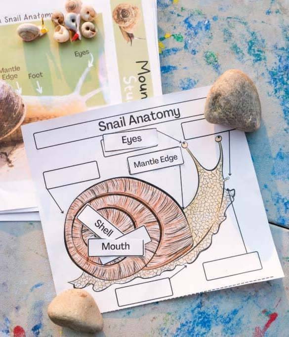 Cute Snail Shell Craft + Mountain Snail Study Unit for Kids!